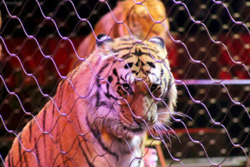 zirkus tiger