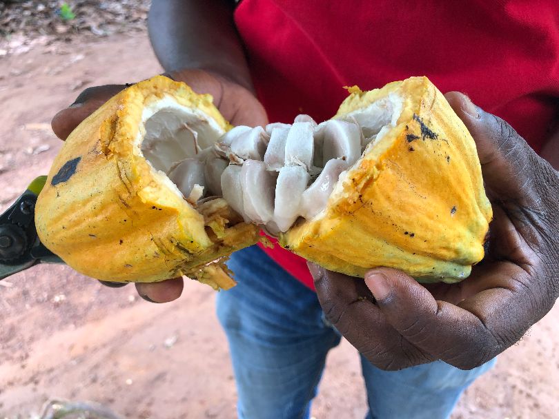 Fairen Kakaoanbau unterstützten via Kakaoplattform